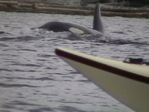 Il Kayak è il mezzo più ecologico per entrare nell'habitat delle orche, e la distanza degli incontri ravvicinati è decisa esclusivamente dalle orche stesse.
