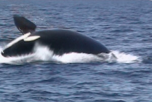 Si ritiene che il Breaching possa essere una forma di socializzazione o di gioco per le orche